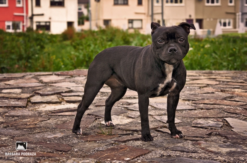 Euphoriastaff EASTER NIGHT FURY / staffordshire bull terrier