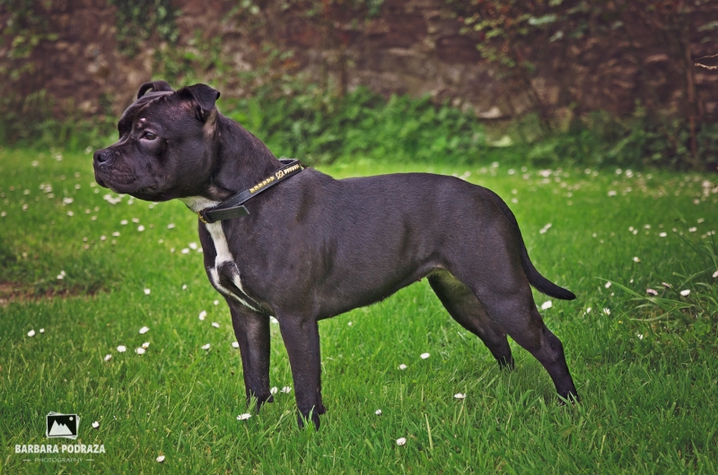 Euphoriastaff EASTER NIGHT FURY / staffordshire bull terrier