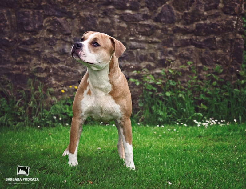 -FACTORIO Aramoria  / American staffordshire terrier