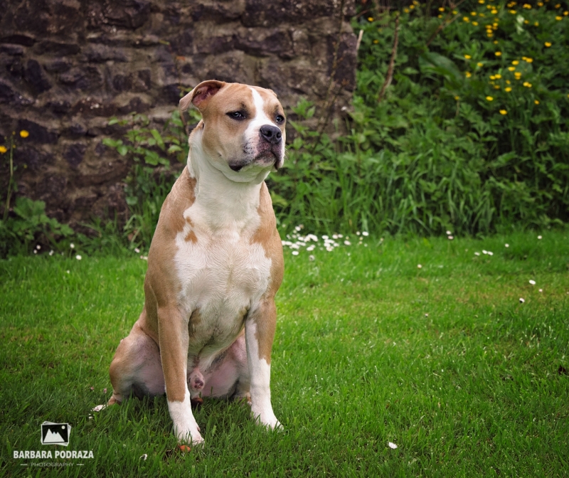 -FACTORIO Aramoria  / American staffordshire terrier