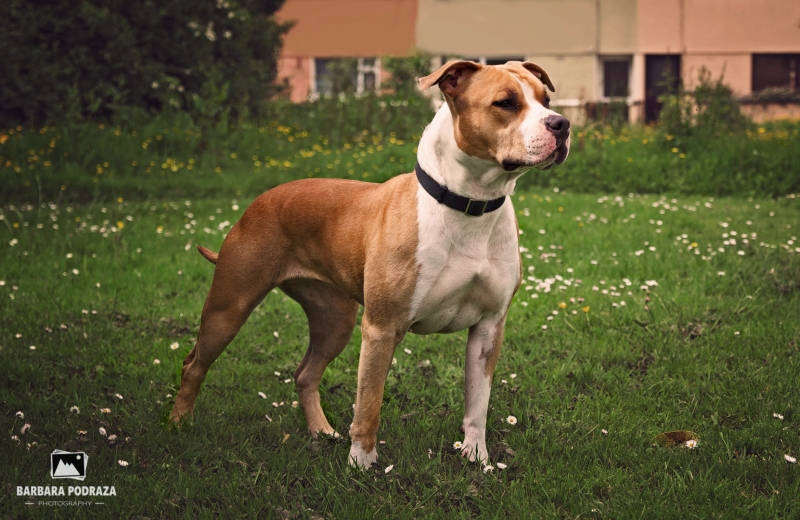 YAZOO Sentinel / American staffordshire terrier/ junior champion IE and  celtic junior winner