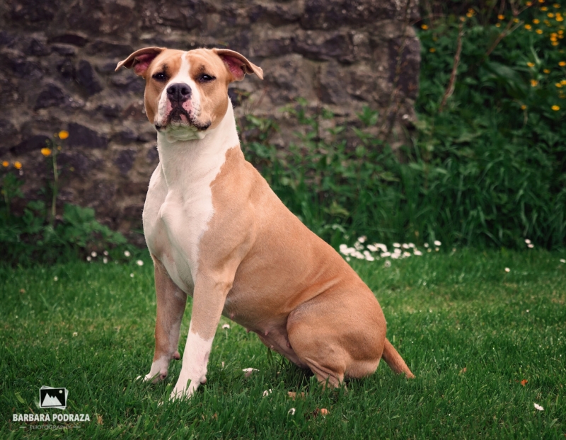YAZOO Sentinel / American staffordshire terrier / junior champion IE and  celtic junior winner